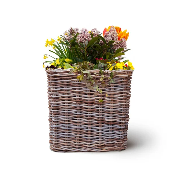 Flores isoladas em cesta wickerwork — Fotografia de Stock