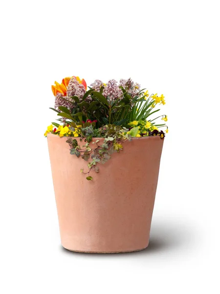 Isolated flowers in clay pot — Stock Photo, Image