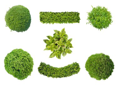 set of plants in top view isolated on white background