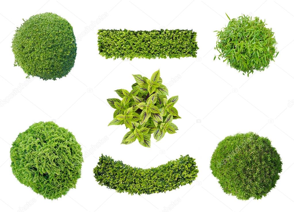 set of plants in top view isolated on white background