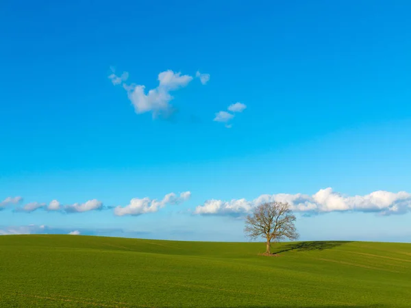 Landschaft Mit Hügeln Und Einem Einsamen Kahlen Baum Auf Einem — Stockfoto