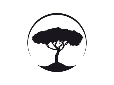 Pinus Pinea Akdeniz Şemsiyesi Çam ağacı vektör simgesi daire içinde