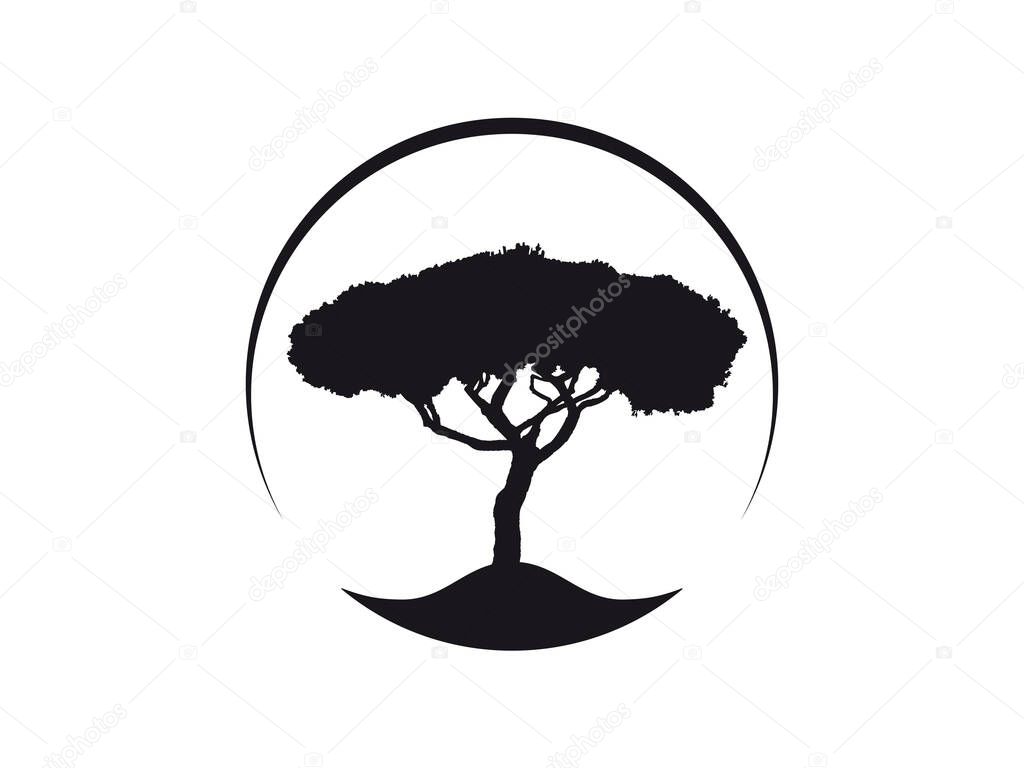 Pinus Pinea mediterranean Umbrella Pine tree vector icon in circle
