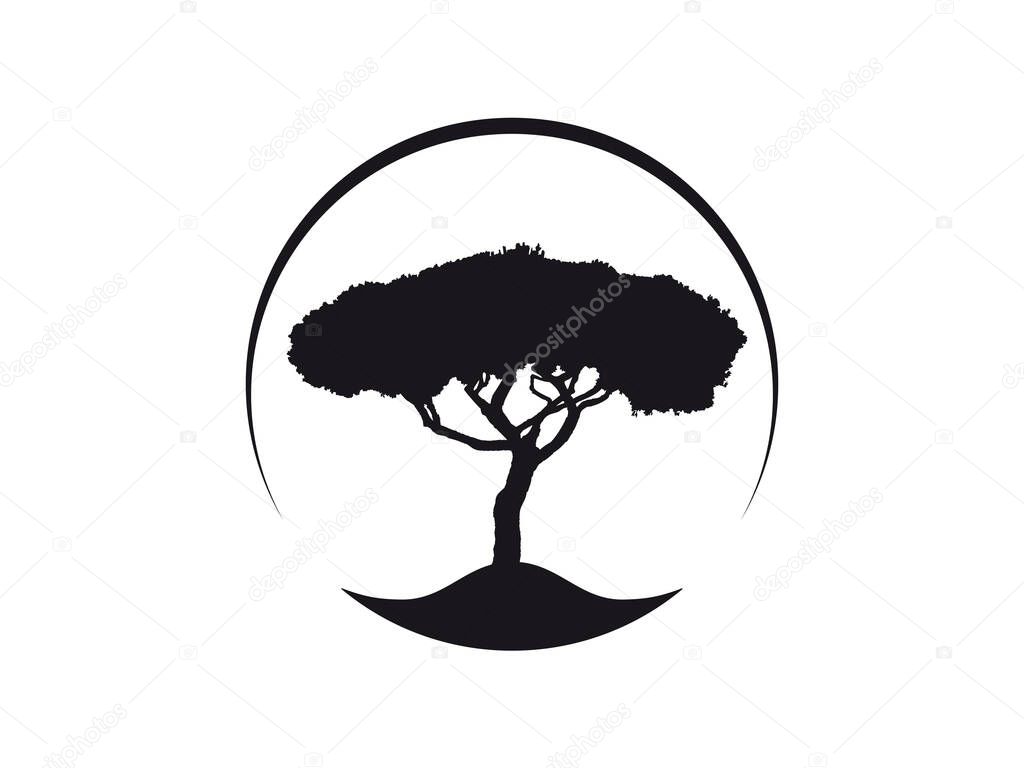 Pinus Pinea mediterranean Umbrella Pine tree vector icon in circle