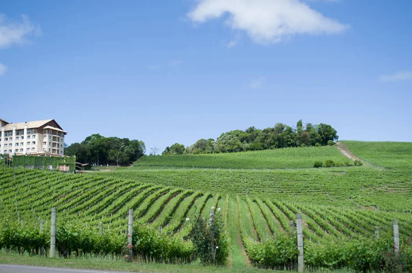 Weinberg der Trauben im Vale dos vinhedos in bento goncalves, — Stockfoto