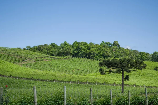 Vinha de uvas no Vale dos Vinhedos em Bento Gonçalves , — Fotografia de Stock