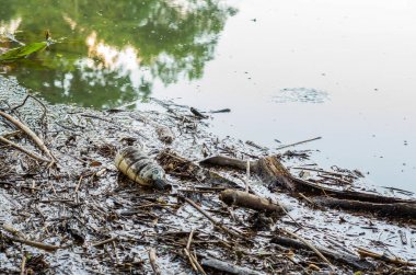 Çöp, çöp kutusu, plastik çevre büyük kavramı.