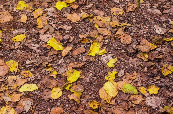 Grande Concetto Autunno Foglie Secche Gialle Sul Terreno — Foto Stock