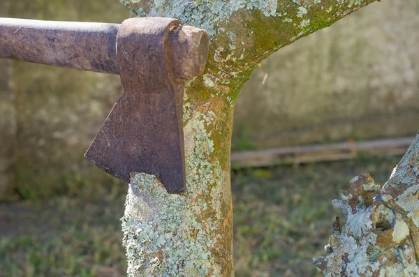 AX kesme ağaç liken ile yakın çekim.