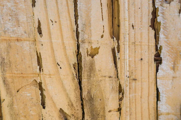 Wood Texture Destroyed Insect Termite — Stock Photo, Image