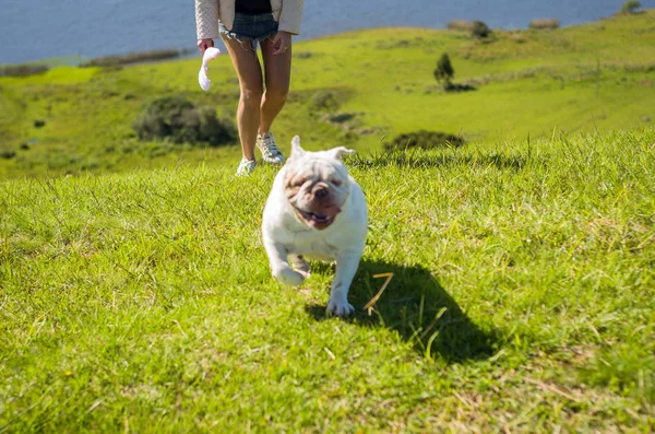 Cute English Bulldog Playing Green Grass — Stock Photo, Image
