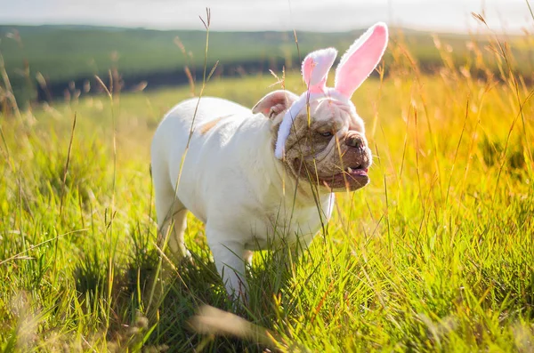 Great Concept Easter Cute English Bulldog Breed Dog Dressed Easter — Stock Photo, Image