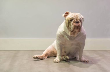 Güzel beyaz İngilizce yere, ev iç oturma Bulldog, kadın,.