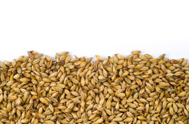 Arpa malt doku soluk bira arka planlar, yarım malt görüntü, beyaz arka plan ile yarım görüntü için.