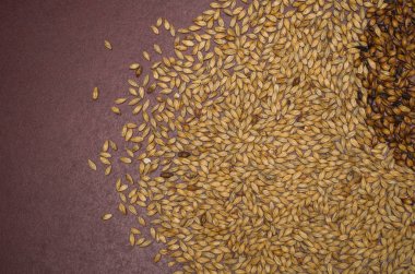 Kırmızı Noel arka plan üzerinde bira malt doku.