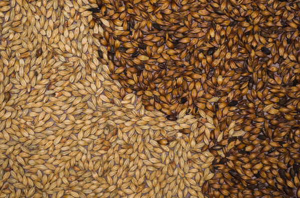 Texture of beer malt on red christmas background.