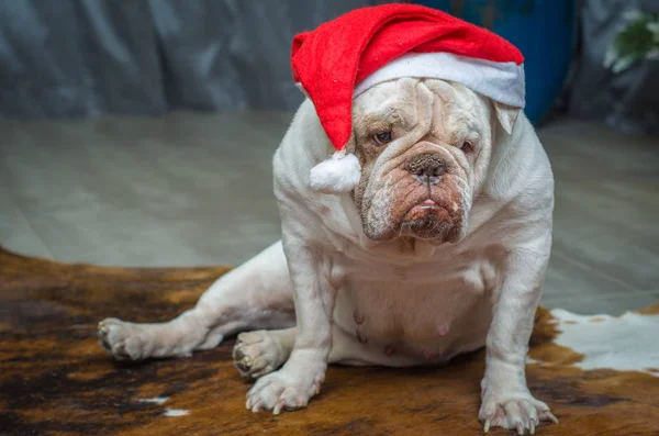 Cute English Bulldog Christmas Hat — Stock Photo, Image