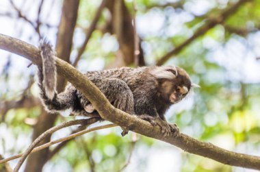 Büyük qu içinde güzel marmoset maymunu (Callithrix jacchus) bulundu