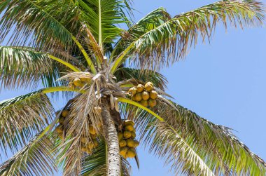 Gökyüzüne bakan planlı hindistan cevizi ağaçlarının güzel arka planı.