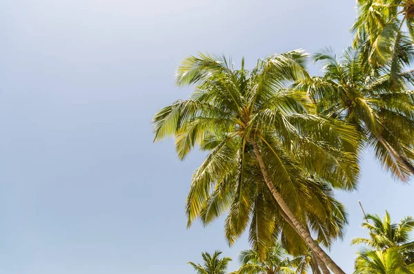 Bellissimo sfondo di alberi di cocco con pianta rivolta verso il cielo, grea — Foto Stock