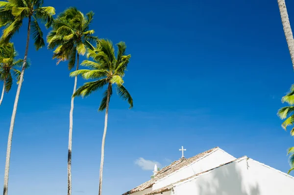 Bellissimo sfondo di alberi di cocco con pianta rivolta verso il cielo, grea — Foto Stock
