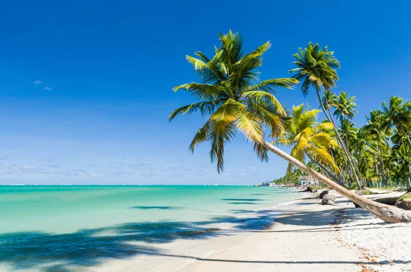 Holiday shadow, beautiful image of Carneiros beach in Pernanbuco — Stock Photo, Image