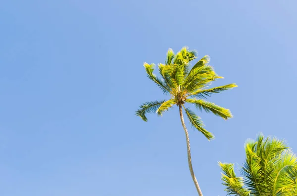 Bellissimo sfondo di alberi di cocco con pianta rivolta verso il cielo, grea — Foto Stock