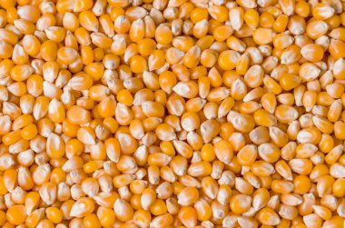 Çeşitli kullanım alanları için güzel patlamış mısır arka planı. Patlamış mısır taneleri yakın planda..