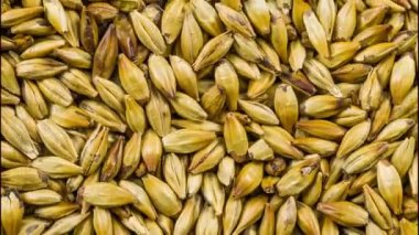 Arpa malt bira, soluk ale, pilsen ile doku.