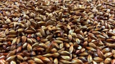 Bira için arpa arpası dokusu ağır çekimde döner tanecikler yavaşça ortaya düşer, soluk bira, sütun.