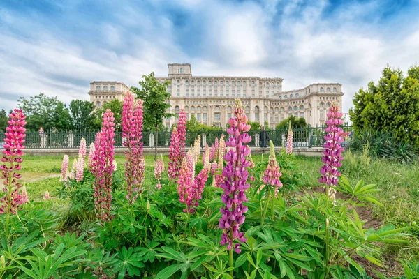 Der Palast des Parlaments mit wunderschönen Lupinenblumen in der Mitte — Stockfoto