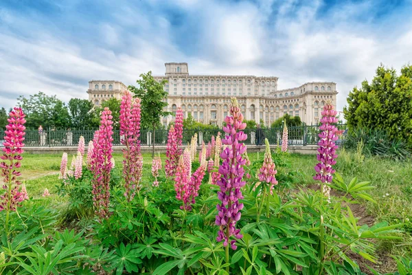 Palatul Parlamentului cu flori frumoase de lupin în f Fotografie de stoc