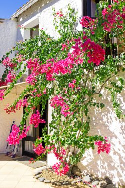 Portekiz bougainvilla çiçekli eski bina
