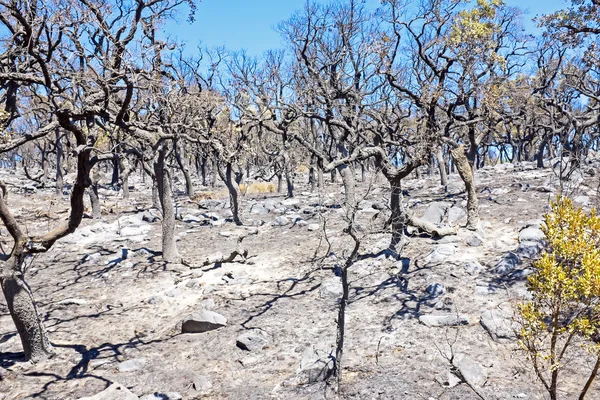 Bosque quemado en el campo de Portugal — Foto de Stock