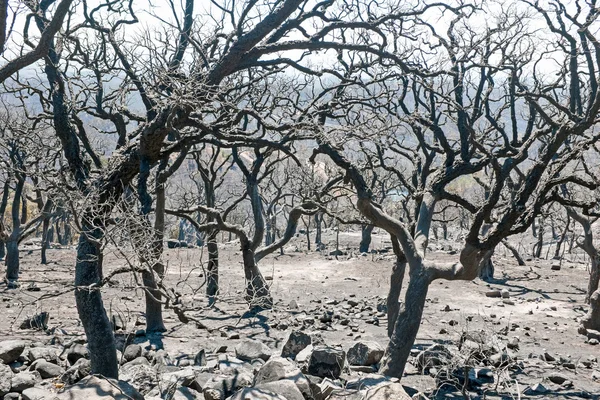 Portekiz kırsal yanmış ormanda — Stok fotoğraf