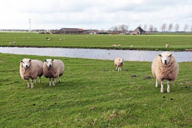 Hollanda kırsal koyun