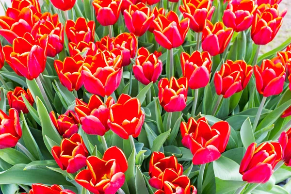 Des tulipes florissants à la campagne des Pays-Bas — Photo