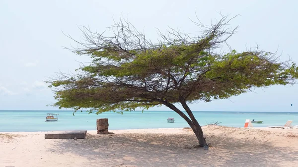 Divi divi árvore na ilha de Aruba no Mar do Caribe — Fotografia de Stock