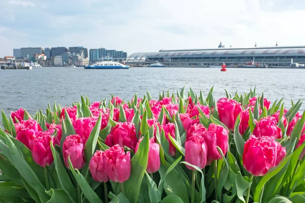 Tulips in Amsterdam Netherlands — Stock Photo, Image