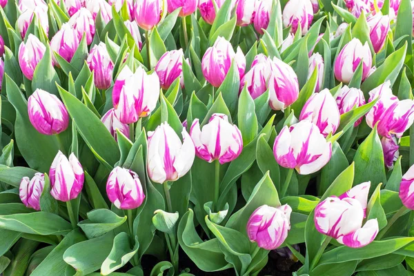 Tulipes en Amsterdam Pays-Bas — Photo