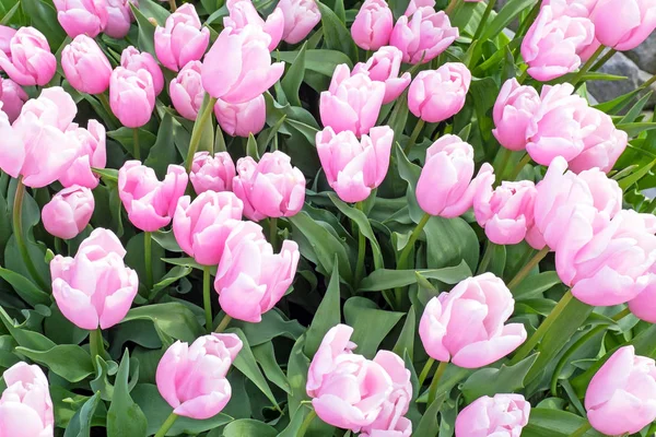 Des tulipes florissants à la campagne des Pays-Bas — Photo