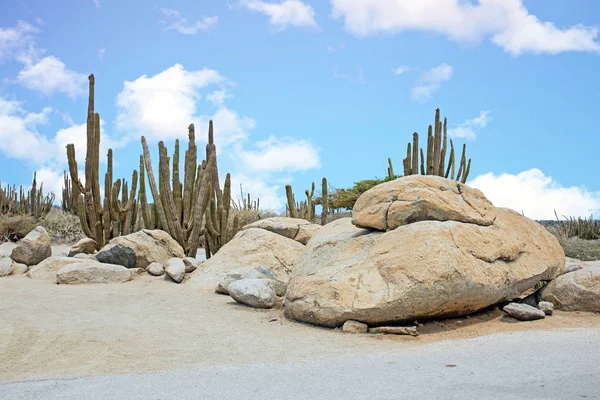 Rocas y plantas de cactus en el cunucu en la isla de Aruba en el coche — Foto de Stock