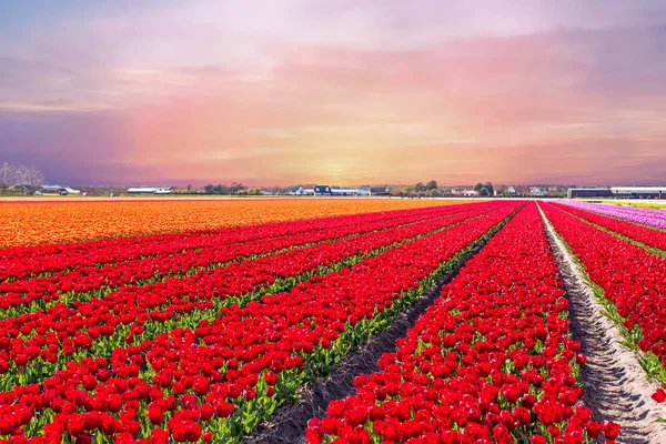 Campos de tulipas florescentes em uma paisagem holandesa ao pôr do sol no Ne — Fotografia de Stock