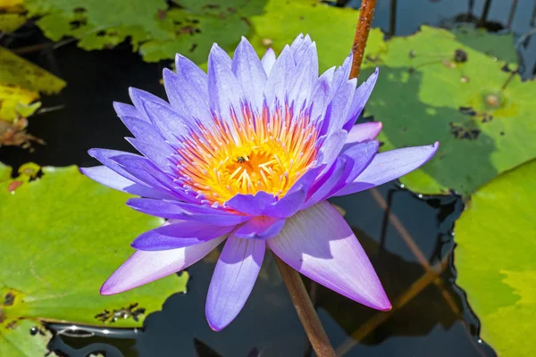 Lila Lotusblume schwimmt auf dem Wasser — Stockfoto