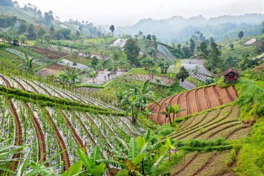 Dağlar Doğu Java, Endonezya sahnede