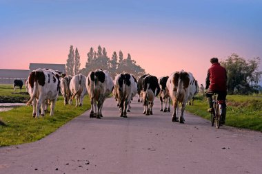 Farmer with his cows on a countryroad in the Netherlands at suns clipart