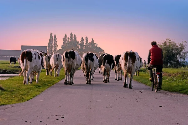 Farmer with his cows on a countryroad in the Netherlands at suns — Stock Photo, Image