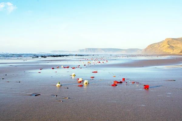 Flowers at the beach in Portugal — Stock Photo, Image