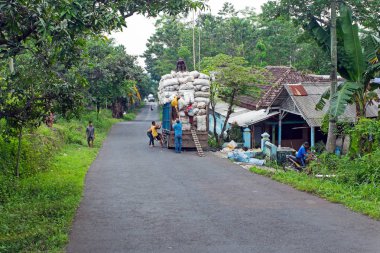 Java, Endonezya, 12 Aralık 2016: kapok hasat ve yükleme