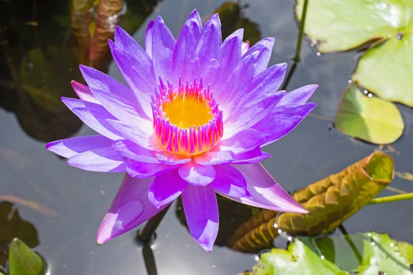 Purple lotus flower floating on water — Stock Photo, Image